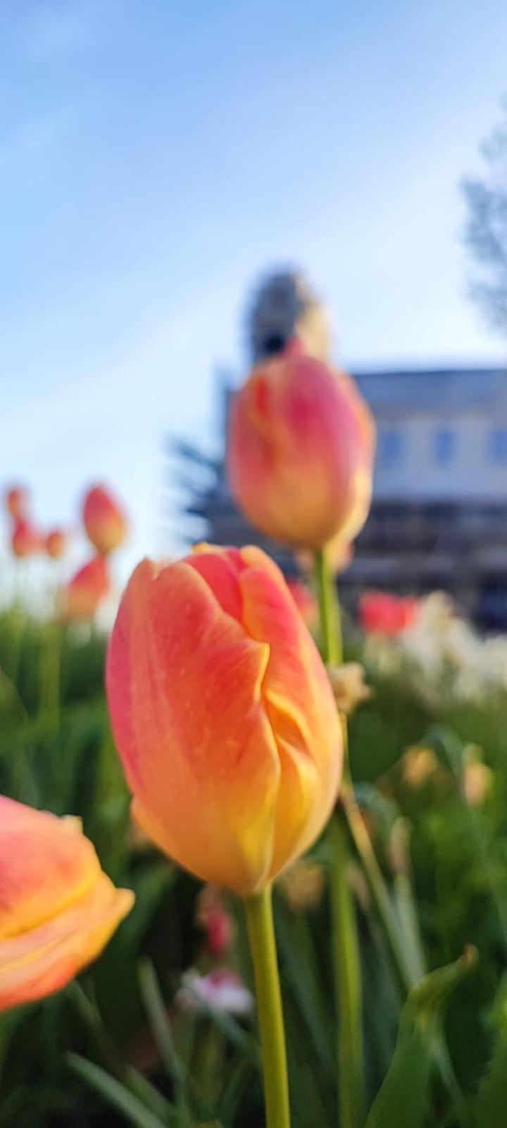 Palace * Budapesta